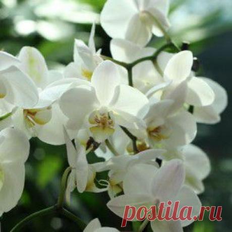 Уход за орхидеей фаленопсис в домашних условиях | Белая Орхидея