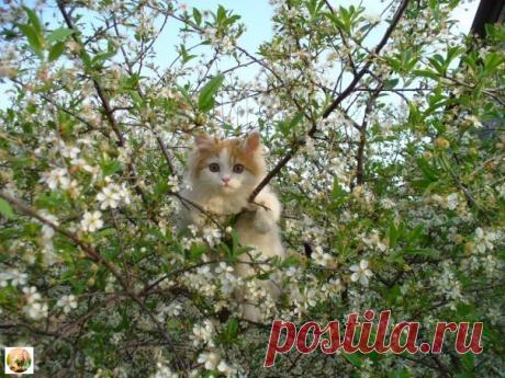 Вишня расцвела.)