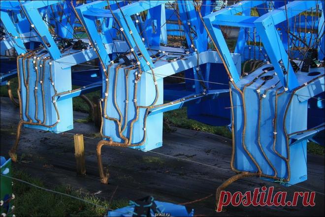 Британец выращивает мебель