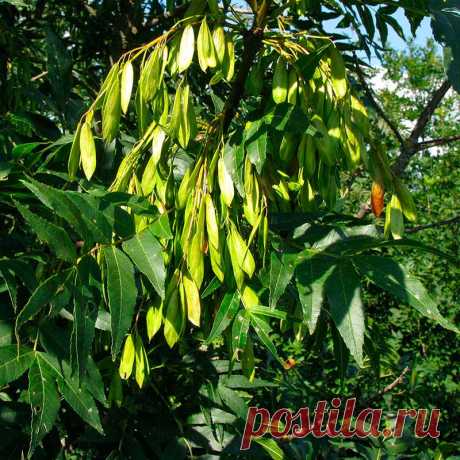 Лекарственное растение Ясень обыкновенный (Fraxinus excelsior). Дерево высотой 10-40 м; живет более 200 лет, обхват ствола достигает 3 м. Листья супротивные, до 30 см длиной, непарноперистые, чаще всего с 11, но бывает и с 9-13 удлиненно-ланцетными, заостренными листочками, опушенными с нижней стороны по средней жилке. Почки черные или черно-коричневые. Цветение начинается до распускания листьев. Цветки зеленоватые, без лепестков, собраны в невзрачные многоцветковые вертикальные метелки.