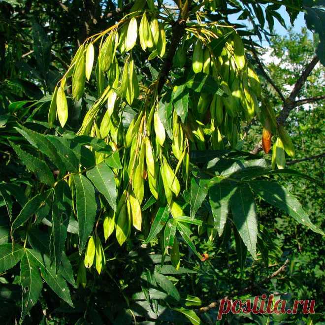 Лекарственное растение Ясень обыкновенный (Fraxinus excelsior). Дерево высотой 10-40 м; живет более 200 лет, обхват ствола достигает 3 м. Листья супротивные, до 30 см длиной, непарноперистые, чаще всего с 11, но бывает и с 9-13 удлиненно-ланцетными, заостренными листочками, опушенными с нижней стороны по средней жилке. Почки черные или черно-коричневые. Цветение начинается до распускания листьев. Цветки зеленоватые, без лепестков, собраны в невзрачные многоцветковые вертикальные метелки.