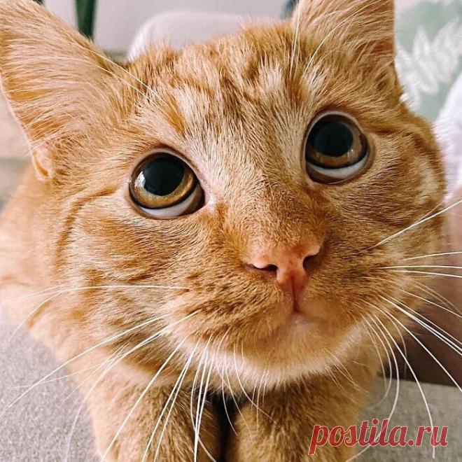 Кот из Шрека существует на самом деле!