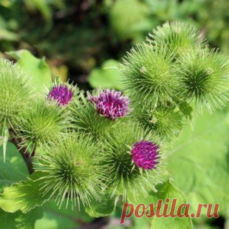 Полезные свойства лопуха большого | Зеленая аптека
