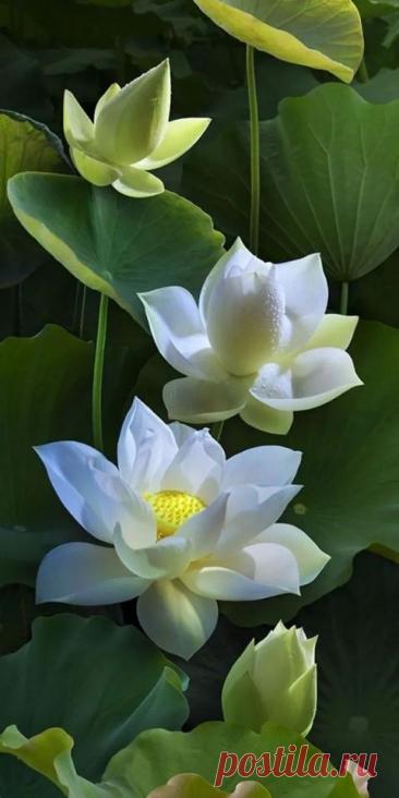 Изображение пина-истории