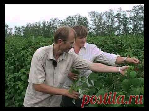 Как проводится двойная обрезка малины весной по Соболеву