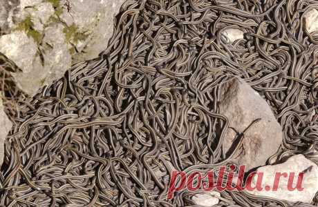 Десятки тысяч подвязочных змей Thamnophis sirtalis parietalis выползают из своих нор для спаривания, создавая самое большое скопление змей на планете
