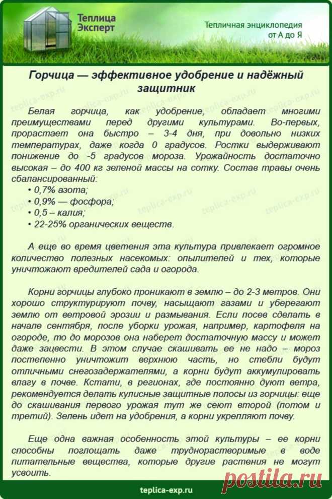 Горчица - эффективное удобрение и надежный защитник