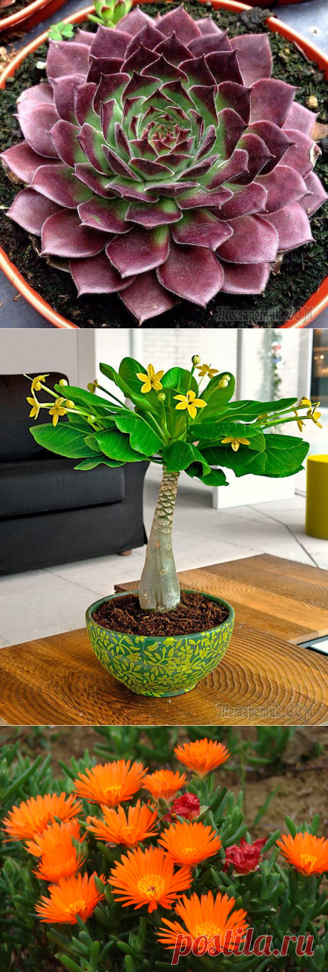 7 растений, с которыми можно забыть о поливе