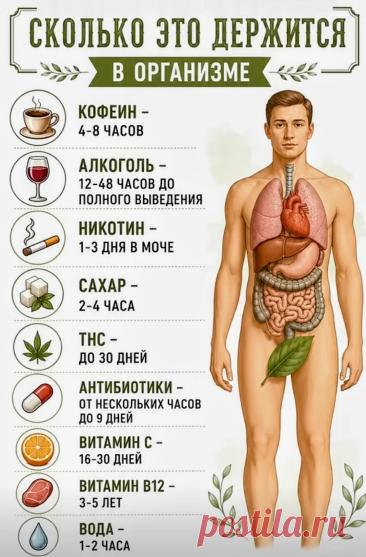 Время выведения веществ из организма