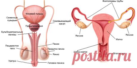 Репродуктивная система человека — Википедия
