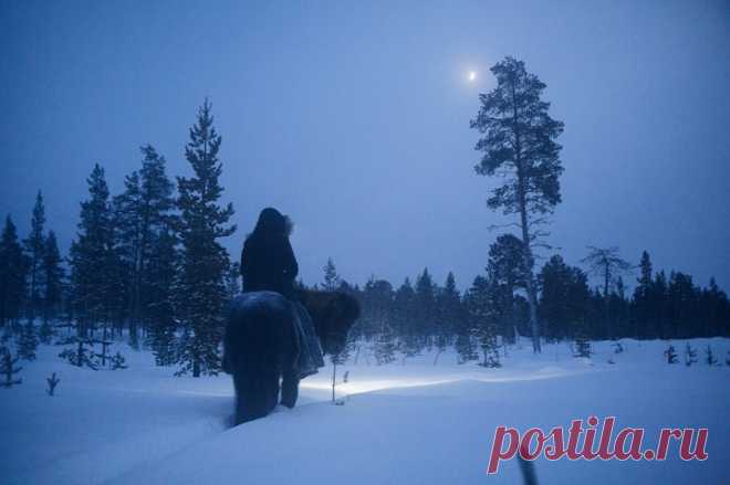 Жизнь отшельницы на заснеженном Севере — Наука и жизнь