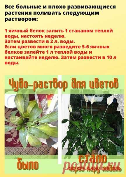 Пoгибал комнатный цветок