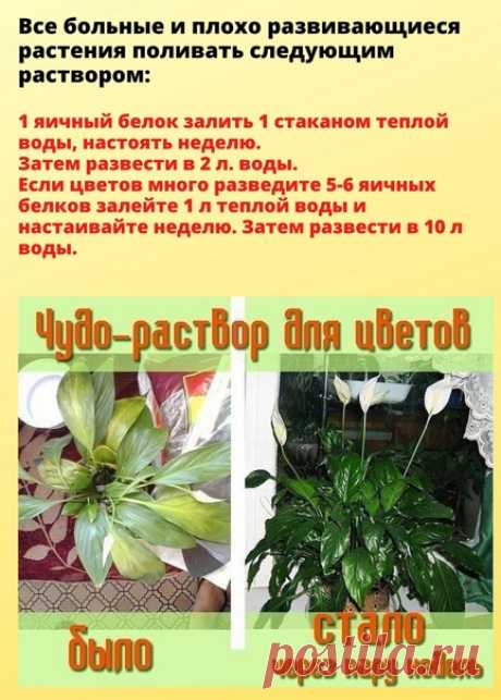 Пoгибал комнатный цветок