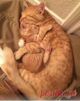 В объятиях мамы и сон крепче | KotoMail.ru