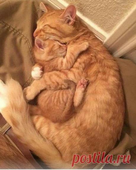 В объятиях мамы и сон крепче | KotoMail.ru