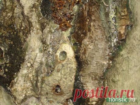 Коллажи и декоративные панно - Страница 5 - Флористика: популярный флористический форум