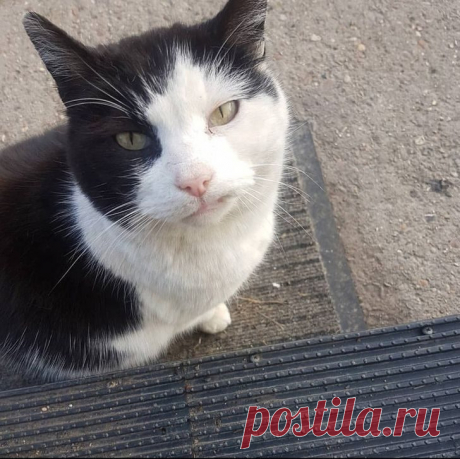 Брошенные кошечки, которые еще не растеряли все свои девять жизней и нашли новый дом