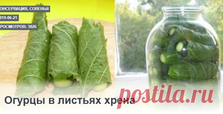 Огурцы в листьях хрена