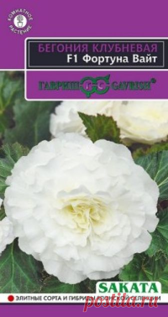 Семена. Бегония 