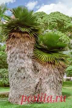 (2994) Pinterest