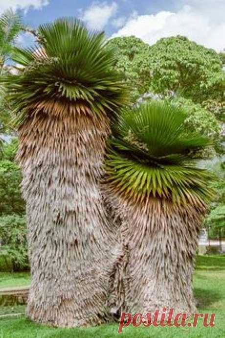 (2994) Pinterest