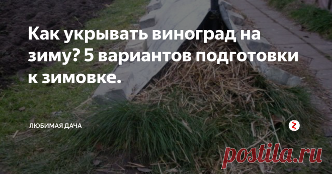 Как укрывать виноград на зиму? 5 вариантов подготовки к зимовке.  Резкое похолодание губительно влияет на такую культуру, как виноград. Растение теплолюбивое, поэтому нуждается в укрытии. Мне приходилось сталкиваться с тем, что урожай в новом сезоне становился меньше. Но со временем я научилась своевременно ухаживать за виноградом осенью, и поняла, что только комплекс мероприятий сохранит растение.
Для чего укрывать виноград?
Задача процедуры – обеспечить виногр