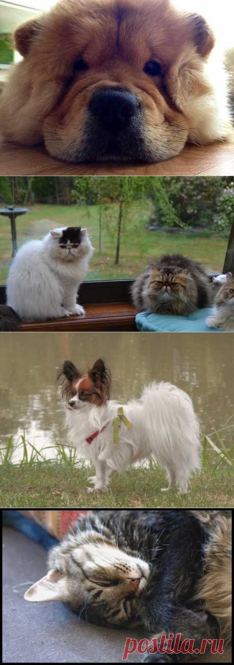 Pets photos - Yummypets