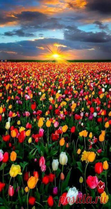 (28) Beautiful World of Flowers