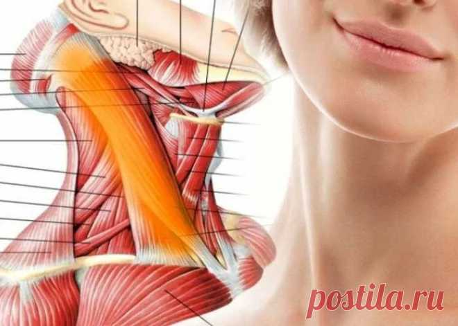 Массаж грудино-ключично сосцевидной мышцы: это молодое лицо, хорошее кровообращение, жизнь без головных болей Простой массаж ГКСМ - это хорошее самочувствие, расслабление, молодость лица