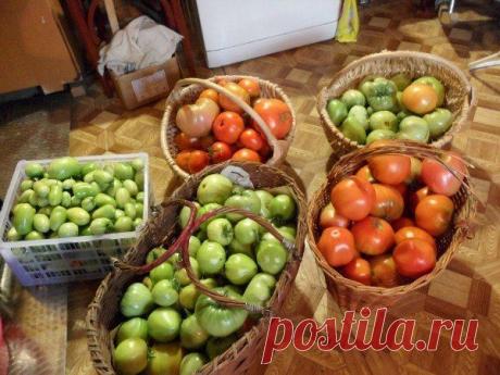 Как вырастить помидоры без постоянных поливов