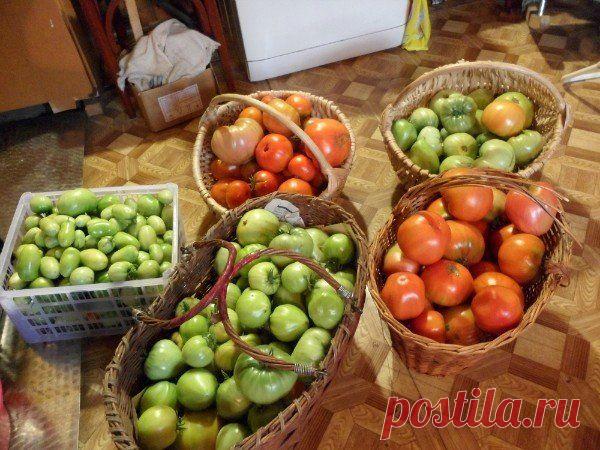 Как вырастить помидоры без постоянных поливов