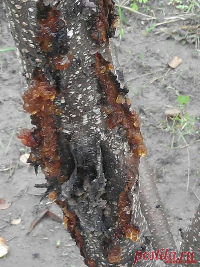 Камедетечение - как спасти персик или сливу если  течет смола