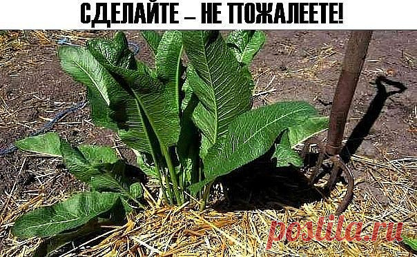(13) Одноклассники