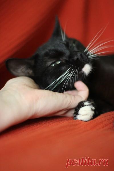 Жгучий брюнет станет украшением вашего дома. Москва и МО! – ПОДАРИ НАДЕЖДУ, пользователь Арина Алексеева | Группы Мой Мир