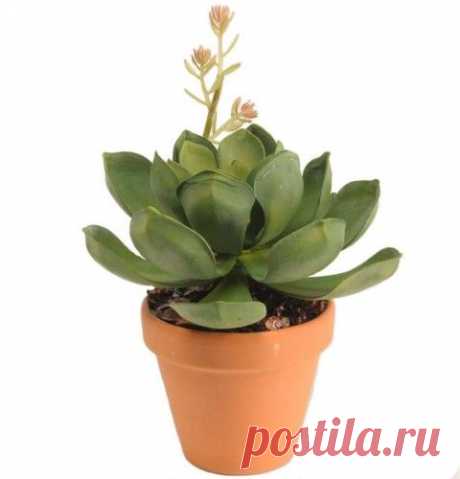 Секреты размножения, пересадки и ухода за эхеверией в домашних условиях. Виды эхеверии в фотографиях