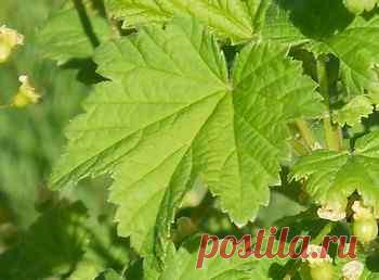 Как лечить экзему и аллергию природными средствами Личный опыт как лечить экзему и аллергию по методике ленинградского профессора, видео советы профессора Неумывакина, исцеляющие народные средства