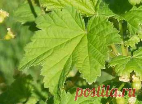 Как лечить экзему и аллергию природными средствами Личный опыт как лечить экзему и аллергию по методике ленинградского профессора, видео советы профессора Неумывакина, исцеляющие народные средства