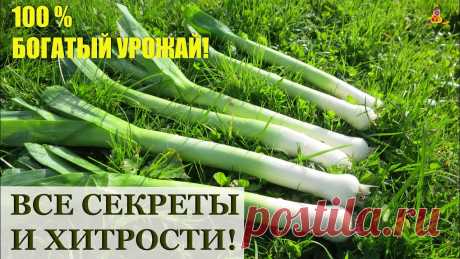 Как вырастить лук ПОРЕЙ / Посев, рассада, уход, удобрения, сбор урожая и хранение В этом видео - инструкция от А до Я по выращиванию богатого урожая лука порея.#Аленин_сад #огород #gardening