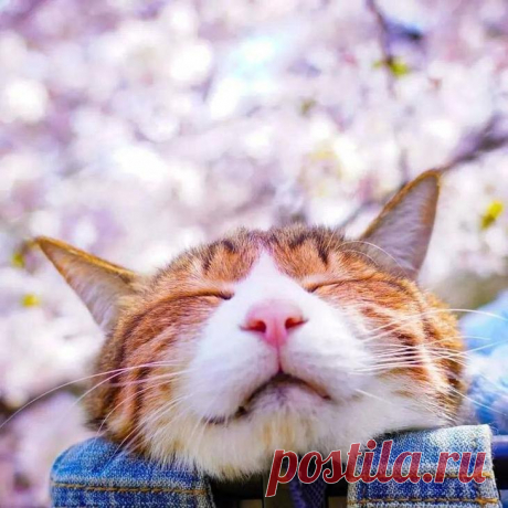 Дайкичи и Фуку-Чан — кошки, которые путешествуют вместе со своим хозяином