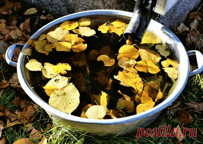 Календарь сезонных работ в саду: декабрь - Planetalsad