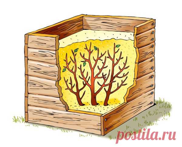 Как защитить растения от морозов в малоснежную зиму - 6 соток