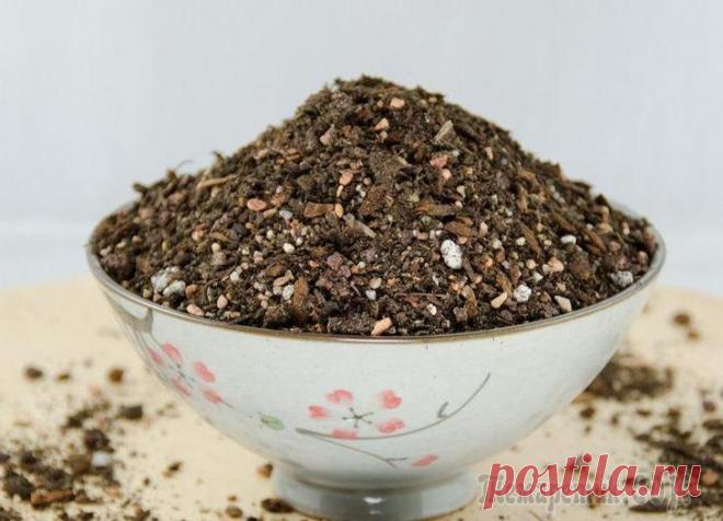 Как выбрать грунт для бонсай и приготовить самому Миниатюрные деревья бонсай, выращенные по особой технике, давно завоевали сердца растениеводов. Чтобы овладеть искусством «уменьшения» исполинских культур до размеров обычного горшка, нужно не только ...