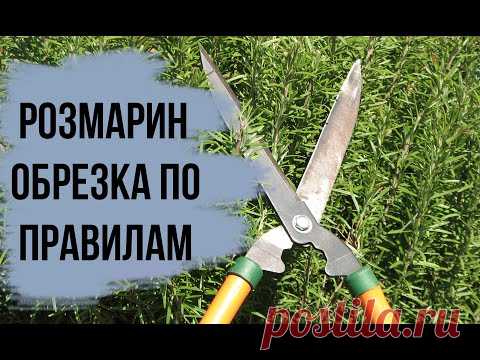 Как обрезать РОЗМАРИН  ВЕСНОЙ / Акебия ШОКОЛАДНАЯ ЛИАНА готовится цвести / Игорь Билевич