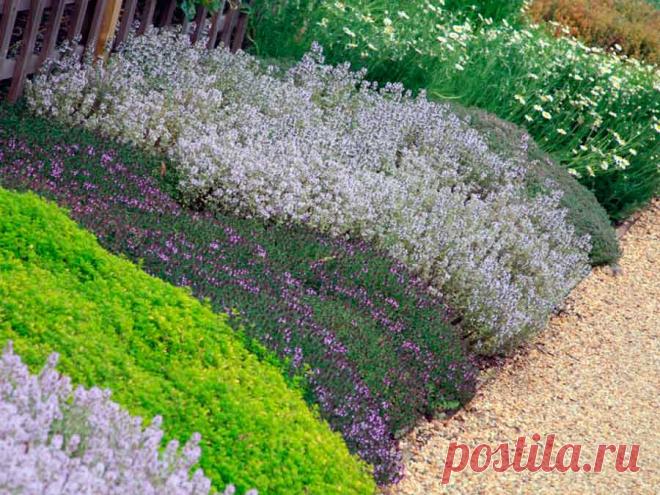 Популярные почвопокровные растения