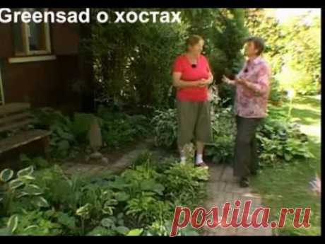 Правильная посадка и полив хосты. Важно знать!