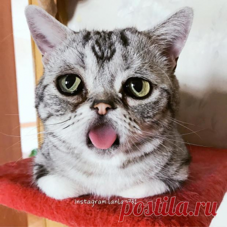 Забавные фото животных: кошка ЛуХу с  печальным выражением лица покоряет сердца пользователей Сети
