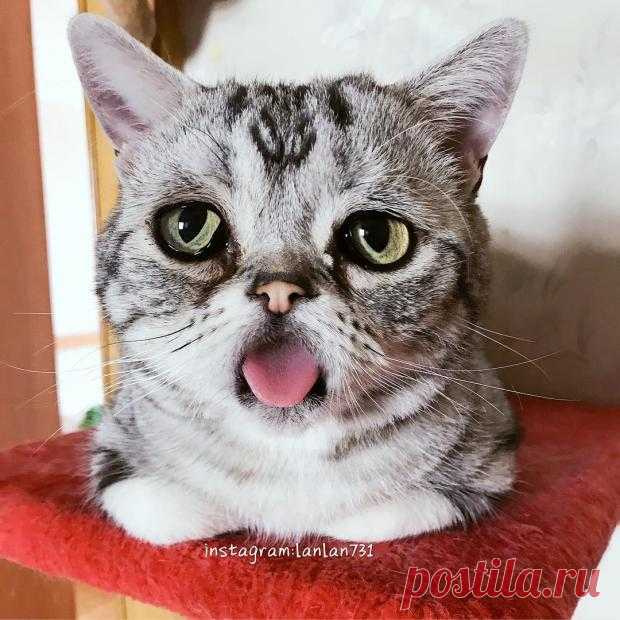 Забавные фото животных: кошка ЛуХу с  печальным выражением лица покоряет сердца пользователей Сети