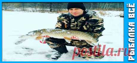 Сезон ловли щуки на спиннинг - fishing-all.ru Когда начинается сезон ловли щуки на спиннинг и на живца. Плюсы и минусы ловли щуки с берега и с лодки. Лучшее время для ловли щуки.