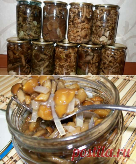 Маринованные опята на зиму: 10 простых рецептов маринованных опят в домашних условиях