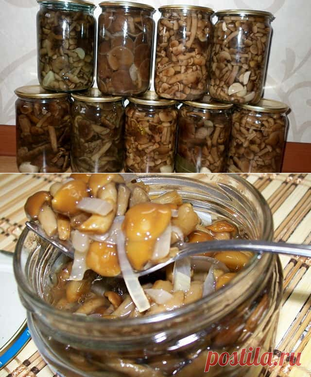 Маринованные опята на зиму: 10 простых рецептов маринованных опят в домашних условиях